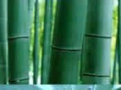 Bamboo Image