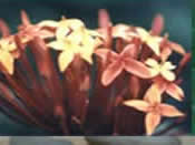 Ixora Image