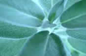 Leaves Image